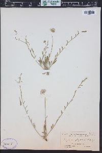 Erigeron flagellaris image