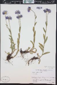 Erigeron formosissimus image