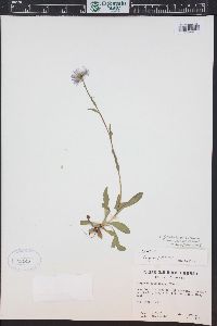 Erigeron formosissimus image