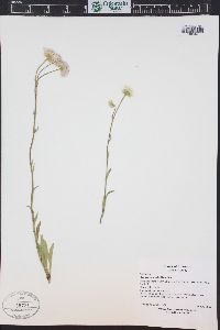 Erigeron glabellus image