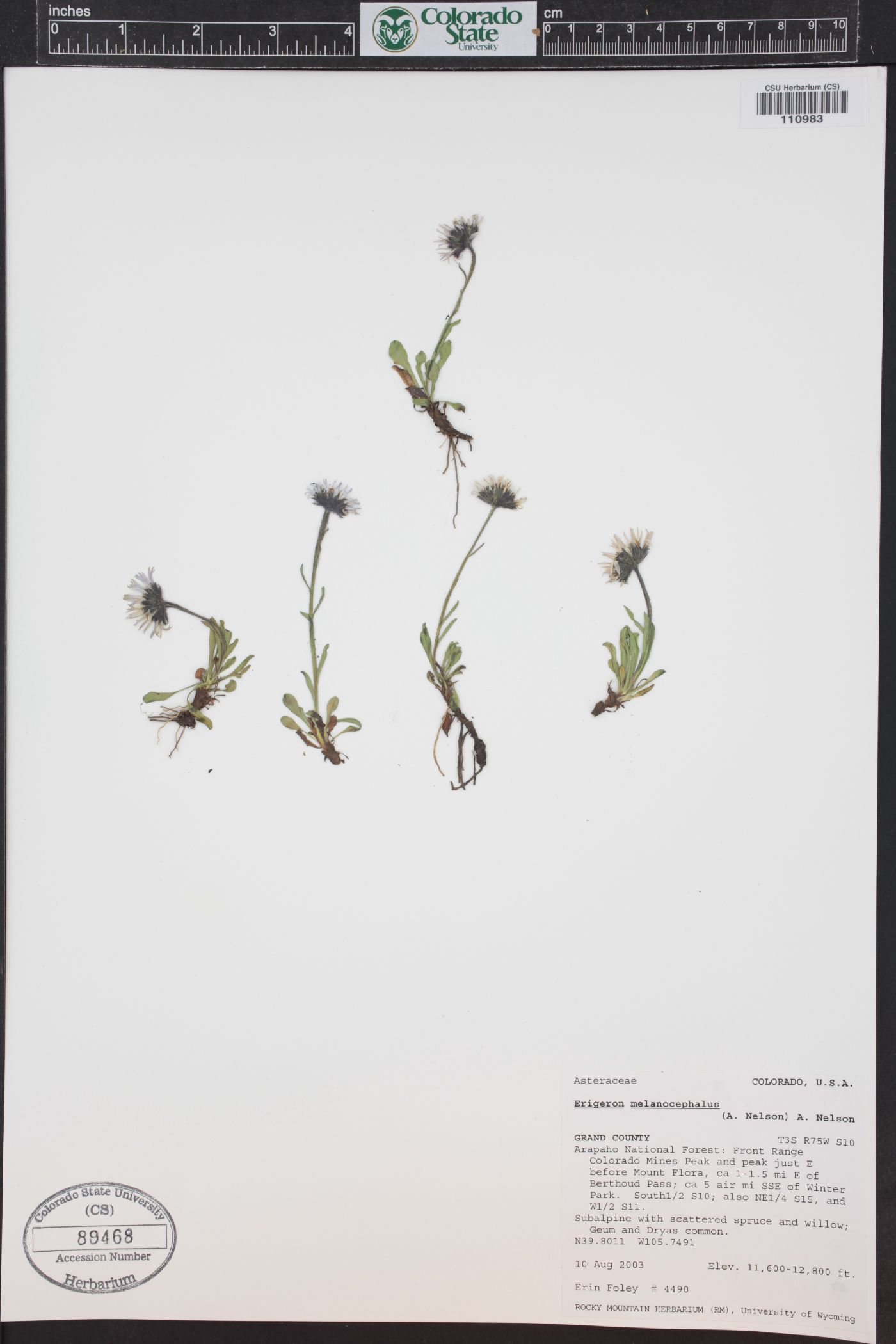 Erigeron melanocephalus image