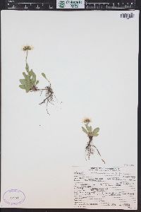 Erigeron coulteri image