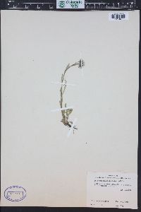 Erigeron melanocephalus image