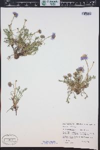 Erigeron pinnatisectus image