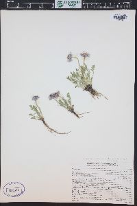 Erigeron pinnatisectus image