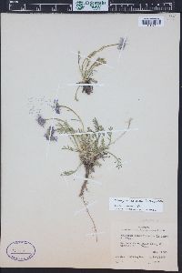 Erigeron pinnatisectus image