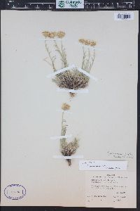 Erigeron pulcherrimus image