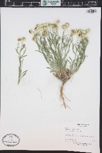 Erigeron pumilus image