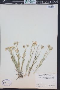 Erigeron pumilus image