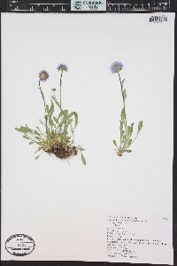 Erigeron grandiflorus image