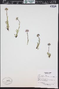 Erigeron grandiflorus image