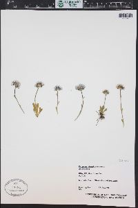 Erigeron grandiflorus image