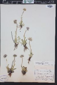 Erigeron grandiflorus image