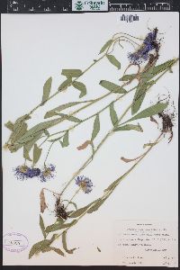 Erigeron speciosus image