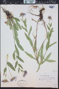 Erigeron speciosus image