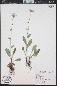 Erigeron speciosus image