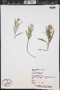 Symphyotrichum spathulatum image