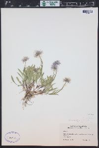 Erigeron ursinus image