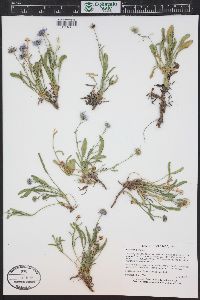 Erigeron vetensis image