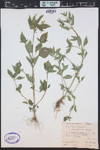 Galinsoga parviflora image