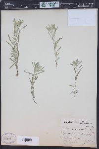 Gnaphalium exilifolium image