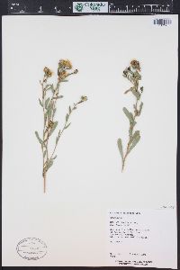 Grindelia arizonica image