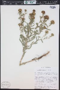 Grindelia hirsutula image