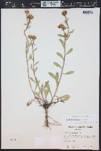 Grindelia hirsutula image