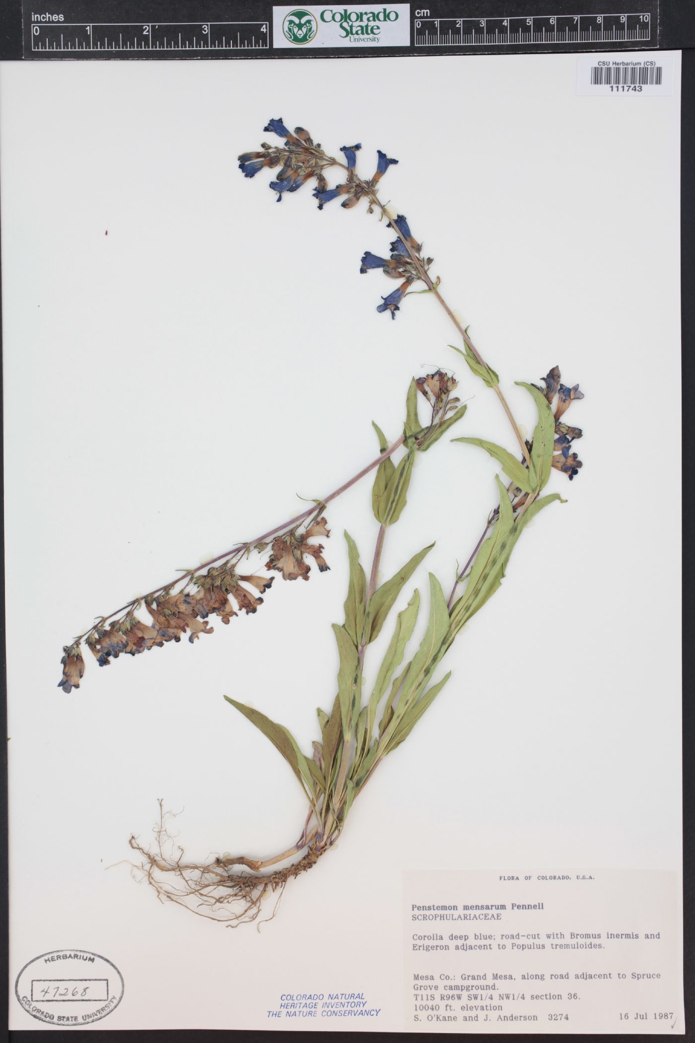 Penstemon mensarum image