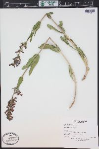 Penstemon mensarum image