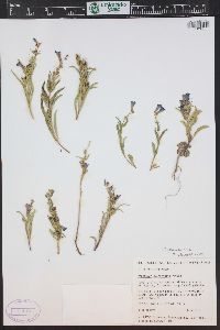 Penstemon fremontii image