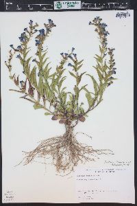 Penstemon fremontii image