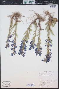 Penstemon fremontii image