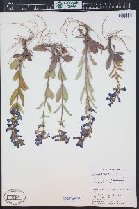 Penstemon fremontii image