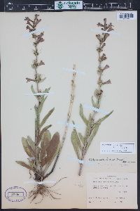 Penstemon fremontii image