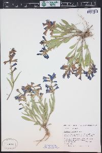 Penstemon fremontii image