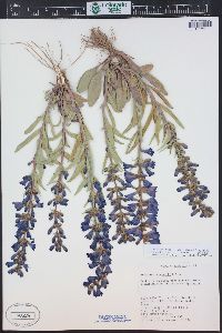 Penstemon fremontii image