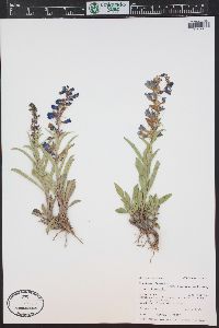 Penstemon fremontii image