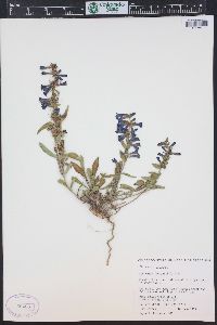 Penstemon fremontii image