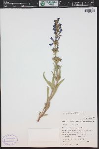 Penstemon fremontii image