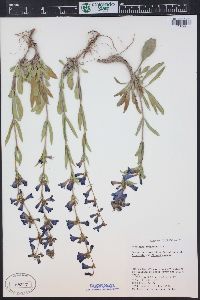 Penstemon fremontii image