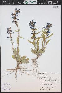 Penstemon fremontii image