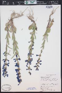 Penstemon fremontii image