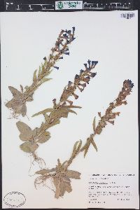 Penstemon fremontii image