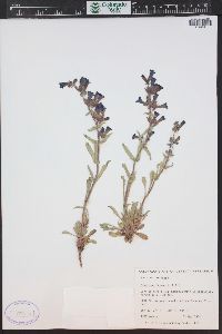 Penstemon fremontii image