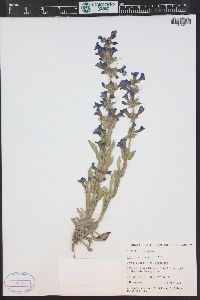 Penstemon fremontii image