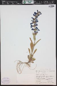 Penstemon fremontii image