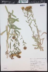 Grindelia squarrosa image