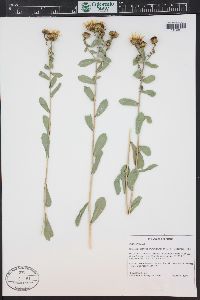 Grindelia squarrosa image