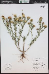 Grindelia squarrosa image